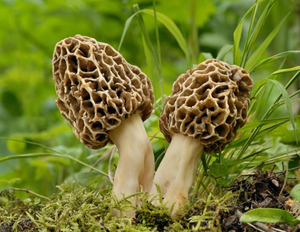 le 17 et18 mai 2024: Les Morilles